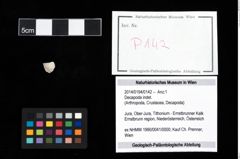 Foto (Objekt + Etikett) von Decapoda indet.  (NHMW-GEO-2014-0194-0142)